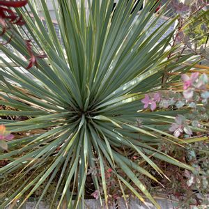 観葉植物,庭木,屋上ガーデン,花のある暮らし,グリーンのある暮らしの画像