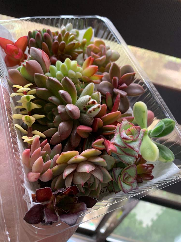 多肉植物いろいろカット苗の投稿画像 By よちぃさん 多肉植物と冬ですなぁと色々と寄せ植えと不器用な私とジャンク過ぎとおうち園芸と多肉 女子とぽいぽい鉢とフラワーアレンジメントと花のある暮らしとgreen Up と日照不足とアレンジメント 21月1月28日 Greensnap
