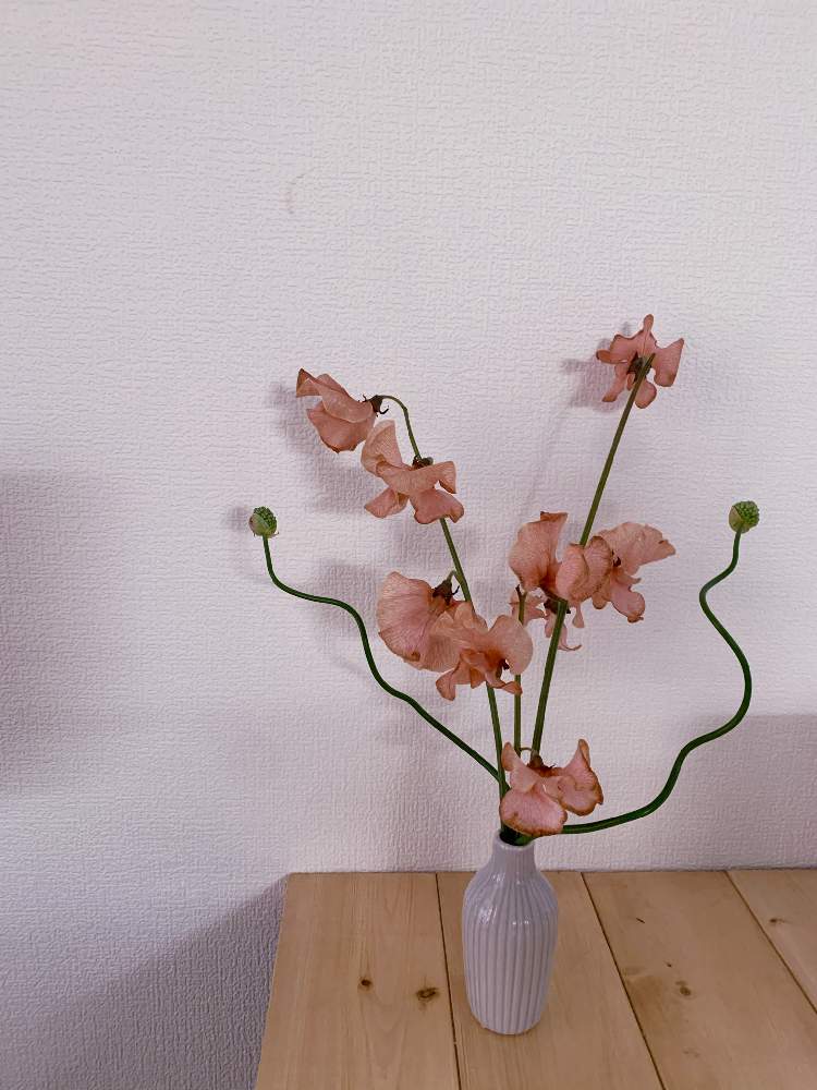 スイートピーの投稿画像 By Nyamiさん アリウム 丹頂と花のある暮らしとお気に入りの器や花瓶と植物 21月1月28日 Greensnap グリーンスナップ