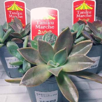 エケベリア 花いかだの投稿画像一覧 Greensnap グリーンスナップ