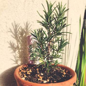 ローズマリー インガウノの投稿画像一覧 Greensnap グリーンスナップ