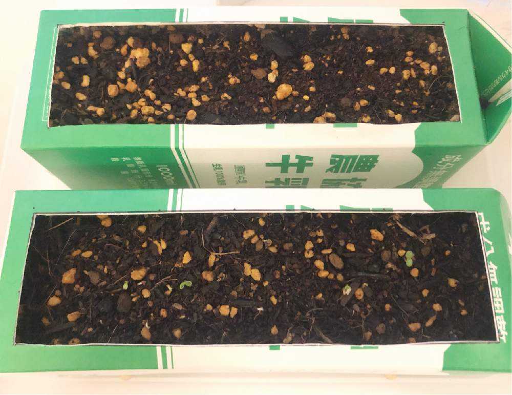 お部屋で牛乳パック栽培いろいろ 更新終了 Greensnap グリーンスナップ