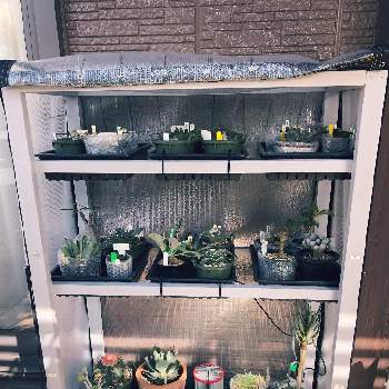 パネルヒーターの投稿画像一覧 Greensnap グリーンスナップ