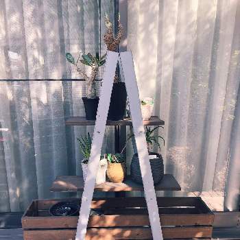 パネルヒーターの投稿画像一覧 Greensnap グリーンスナップ