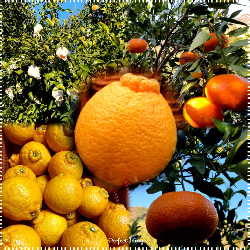 甘平の投稿画像 By Soa さん デコポン 不知火 と袋掛けのデコポンと収穫と我が家の果実と愛媛県産と収穫終了 21月1月28日 Greensnap グリーンスナップ