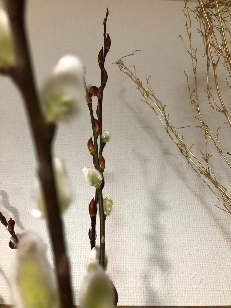 赤芽柳の投稿画像 By Kotoさん 花のある暮らしと病を植物で治すとおうちにいようとフォロワーさん ありがとう 21月1月28日 Greensnap グリーンスナップ