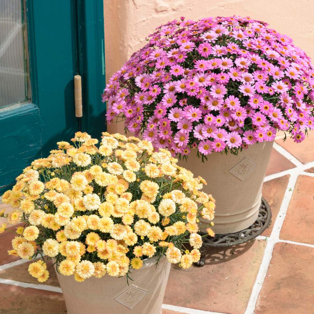 ボンザマーガレットの投稿画像 By サントリーフラワーズさん サントリー フラワーズと花と生きるサントリーとサンフラマニアとサンフラビト 21月1月28日 Greensnap グリーンスナップ