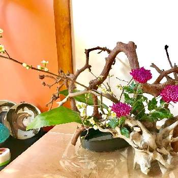いけばな 生け花の画像 by crystalさん | 窓辺とキクとボケとハランといけばな 生け花とマツと流木でとお気に入りの器や花瓶と植物