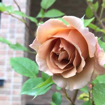 バラ ジュリアの投稿画像一覧 Greensnap グリーンスナップ