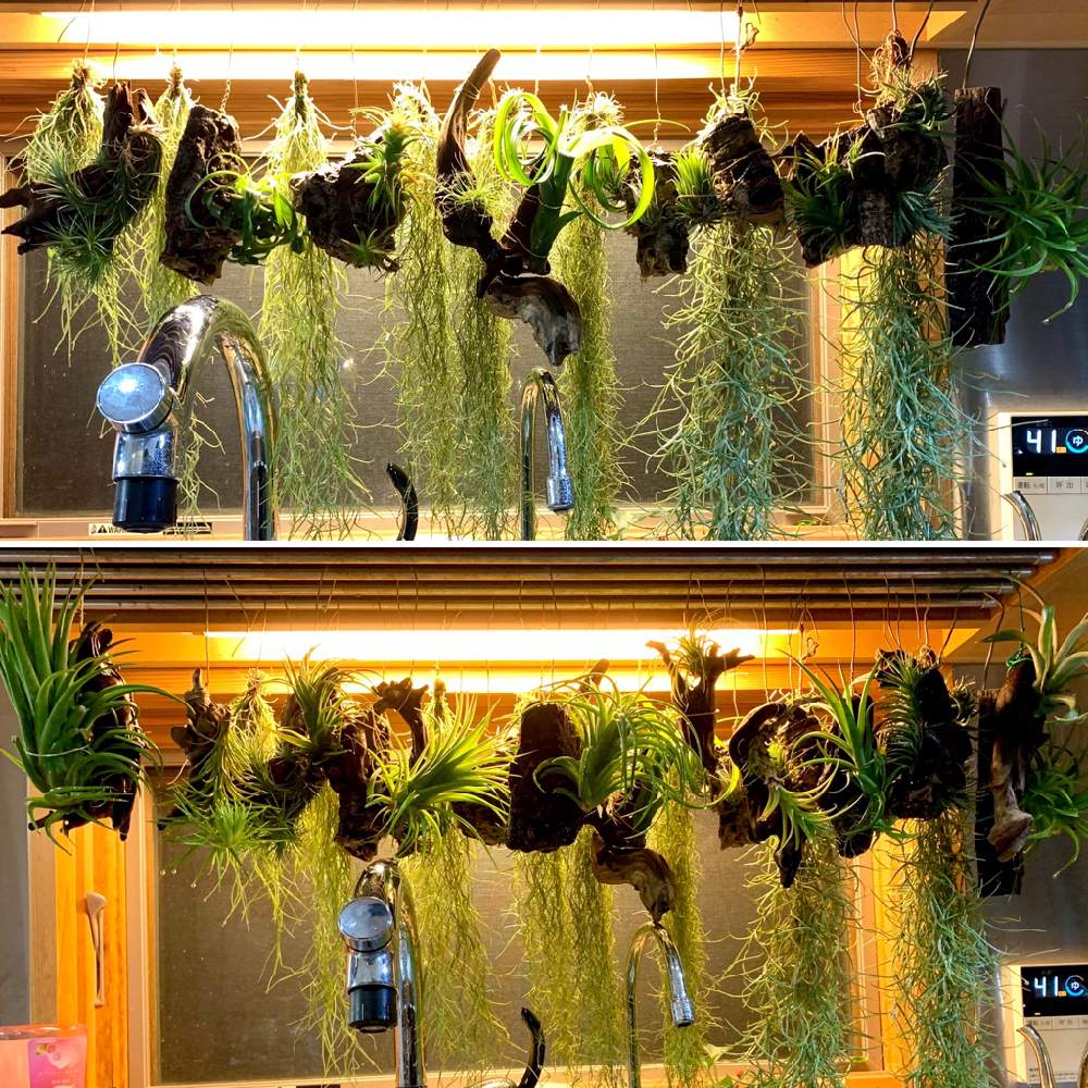 エアプランツ イオナンタの投稿画像 By Greenroseさん 観葉植物と水やりとgs映えと植物とgs日和とおうち園芸と植中毒とチランジア属と ウスネオイデス と チランジアとリビングとかわいいな とgreen Up とt ウスネオイデスと霧吹きとエアプランツと新芽とインテリア