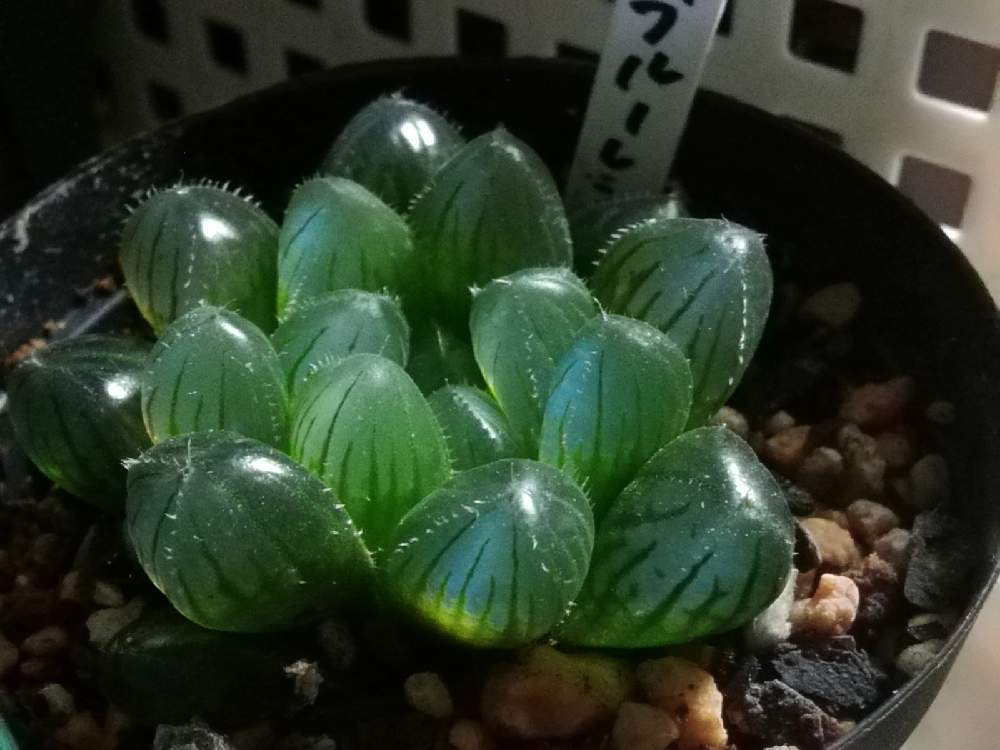 ハオルチアの投稿画像 By ほむらさん ブルーレンズとハオルチア属 ハオルシア属と多肉植物とハオルチア属と透明な窓と多肉植物とハオルチア属と透明な窓 21月1月28日 Greensnap グリーンスナップ Greensnap グリーンスナップ ハオルチアの投稿画像 By ほむらさん ブルーレンズとハオルチア属 ハオルシア属と多肉植物とハオルチア属と透明な窓と多肉植物とハオルチア属と透明な窓 21月1月28日 Greensnap グリーンスナップ Greensnap グリーンスナップ