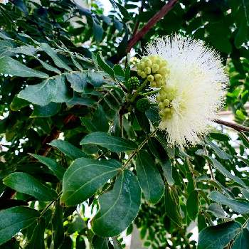 白ネムの木の投稿画像一覧 Greensnap グリーンスナップ