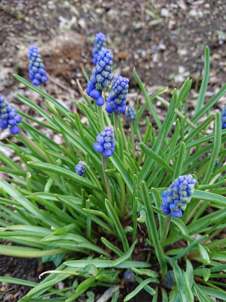 ムスリカの投稿画像 By ユキさん 花に支えられてと愛をあなたに と変わらぬ愛と花に託してと青い花マニアと今日のお花と小さな庭と花に支えられてと愛をあなたに と変わらぬ愛と花に託してと青い花マニアと今日のお花 21月1月29日 Greensnap グリーン