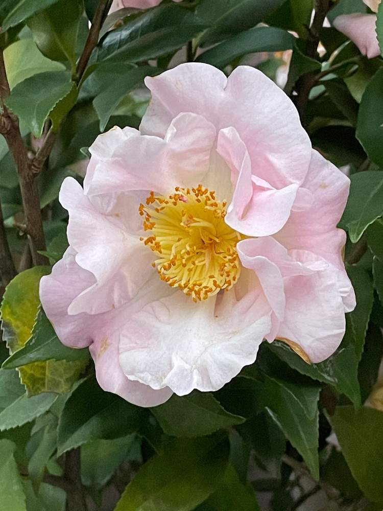 サザンカの投稿画像 By ライチさん 花のある暮らし 21月1月29日 Greensnap グリーンスナップ