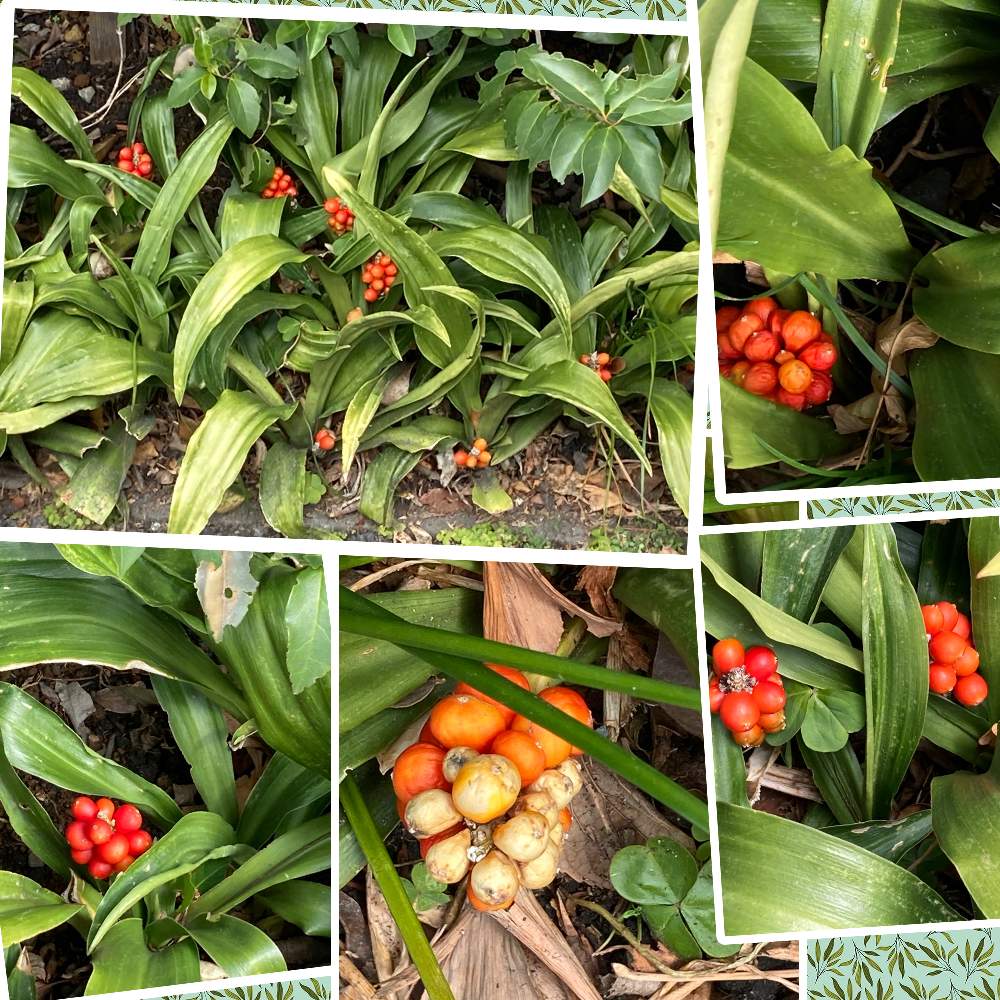 オモトの投稿画像 By Manabeさん 万年青 おもと と地植えとユリ科と縁起植物とオモト属 21月1月29日 Greensnap グリーンスナップ