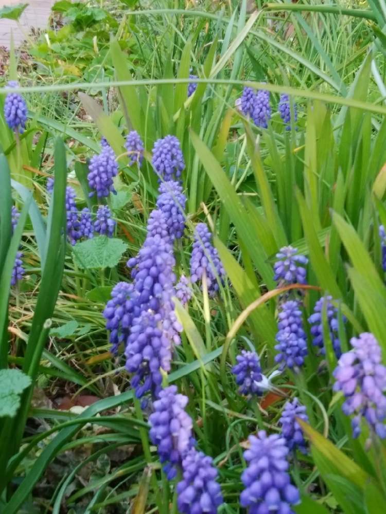 ムスカリの投稿画像 By カコさん 植えっぱなしとムスカリ属と可愛いとgo To Flowerとツルボア科と紫のはな 21月1月29日 Greensnap グリーンスナップ