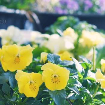 朝日を浴びる花の画像 by compeitouさん | 小さな庭とビオラと癒しと黄色の花と花のある暮らしと寄せ鉢と朝日を浴びる花