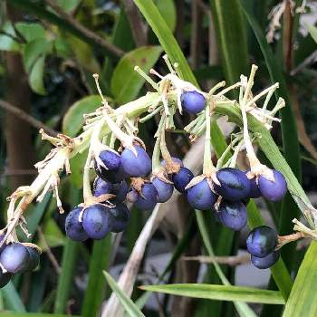 青い実の投稿画像一覧 Greensnap グリーンスナップ