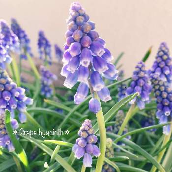 グレープヒヤシンスの投稿画像一覧 Greensnap グリーンスナップ