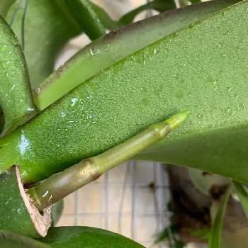 胡蝶蘭花芽の投稿画像一覧 Greensnap グリーンスナップ