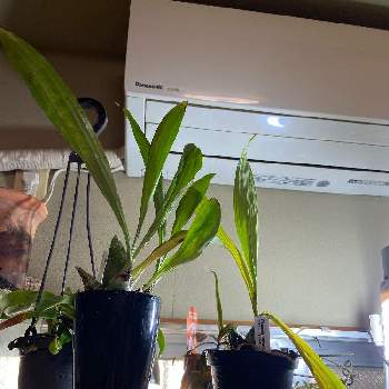 クロウェシア属の画像 by テルさん | 部屋とクロウェシア・レベッカノーザン・ミッカビとクロウェシア レベッカノーザンとタケノコ蘭とクロウェシア属と蘭科植物と着生蘭と小型蘭
