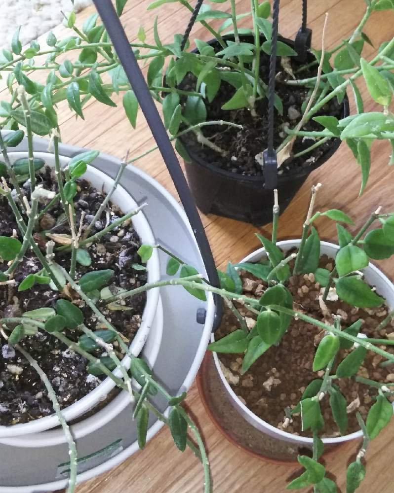 ホヤ ベラの投稿画像 By 蘭菊 さん Hoya Englerianaと 蘭菊 のホヤとgs映えとおうち園芸と植中毒とホヤと北海道からとホヤ属とホヤはいいぞ と花のある暮らし 21月1月29日 Greensnap グリーンスナップ