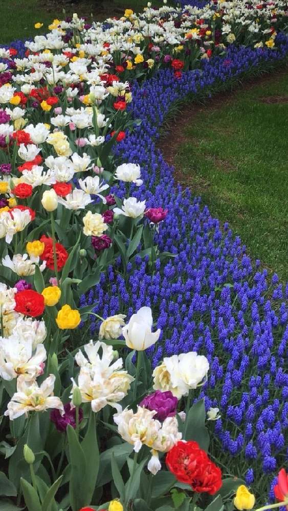 チューリップの投稿画像 By Meimommyさん ムスカリとお花がある暮らしと国営昭和記念公園と青色の花とお花に癒されてと癒されて 21月1月29日 Greensnap グリーンスナップ