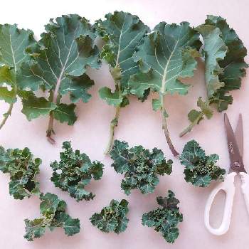 プチベールの投稿画像一覧 Greensnap グリーンスナップ