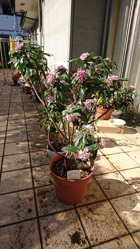 ともりんさんの投稿画像 21月1月29日 Greensnap グリーンスナップ