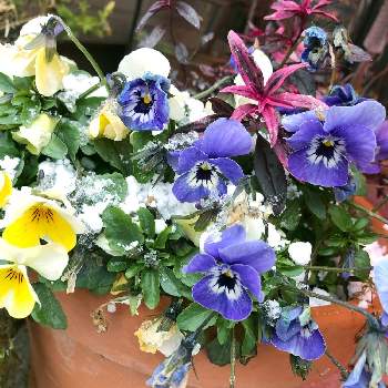 雪の日の投稿画像一覧 Greensnap グリーンスナップ