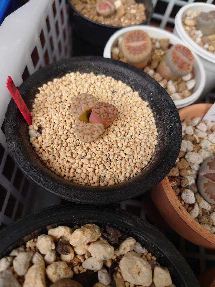 脱皮方法いろいろ Greensnap グリーンスナップ