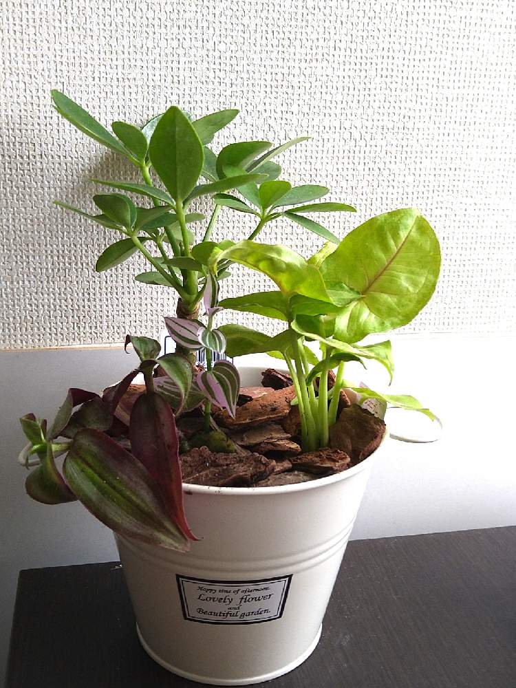 シンゴニウムの投稿画像 By Mayu さん カポックとトラディスカンティアと観葉植物と花のある暮らしとおうち園芸 21月1月29日 Greensnap グリーンスナップ
