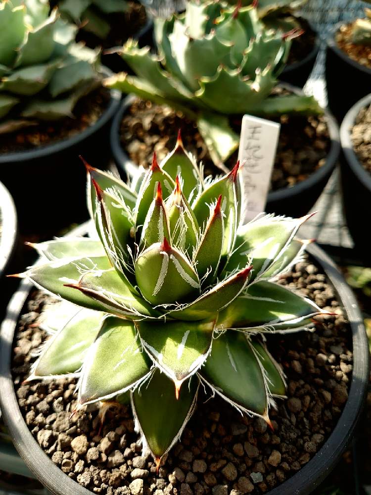 アガベ 多肉植物 笹の雪 サンキング 短葉 激レア 極上美株