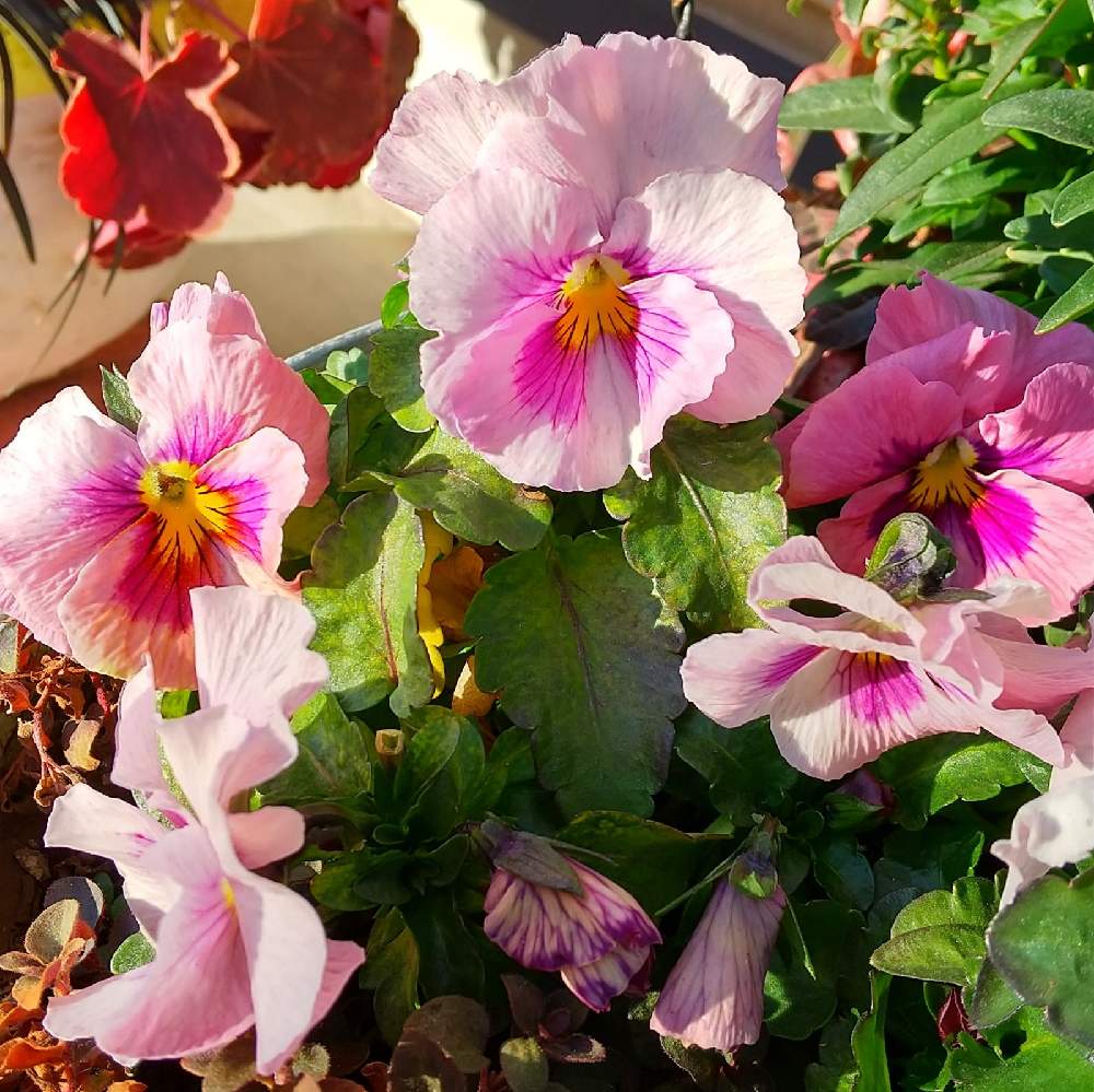パンジーの投稿画像 By しろぷーさん ピンクの花と寄せ植えとビオパンと季節の花とおうち園芸と鉢植えとガーデニングと花のある暮らしとピンクの花と寄せ植えとビオパンと季節の花とおうち園芸と鉢植えとガーデニングと花のある暮らし 21月1月29日 Greensnap