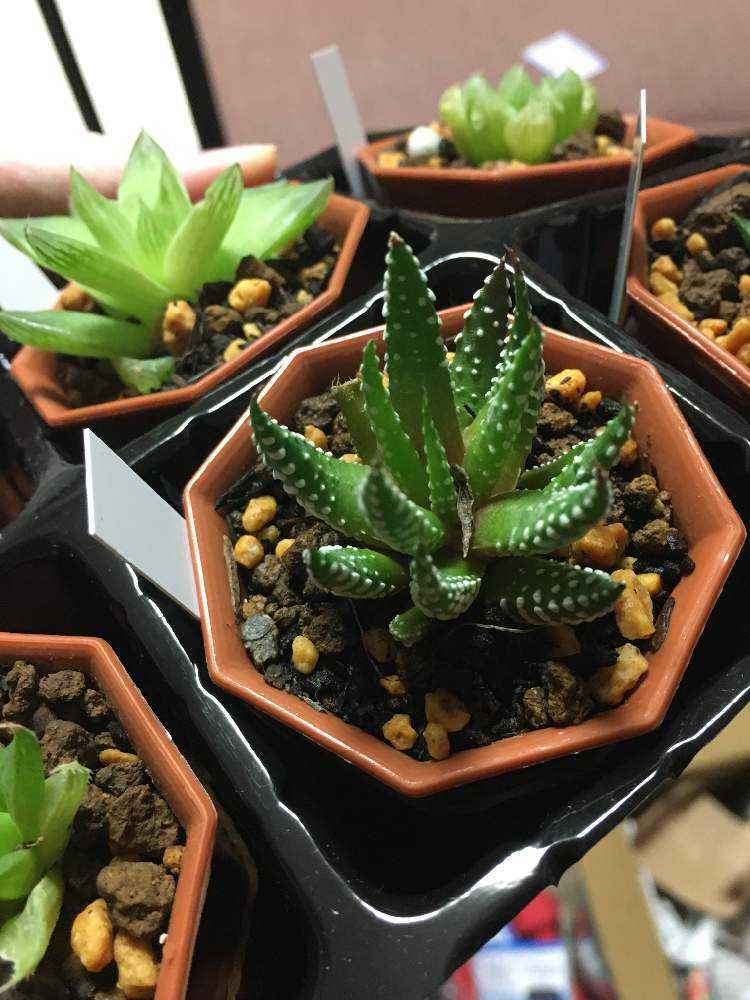 【現品　根付き】ハオルチア「コアクタータ」多肉植物　7.5㌢鉢　子株付き 現品 根付き】ハオルチア「コアクタータ」多肉植物 7.5㌢鉢 子株付き