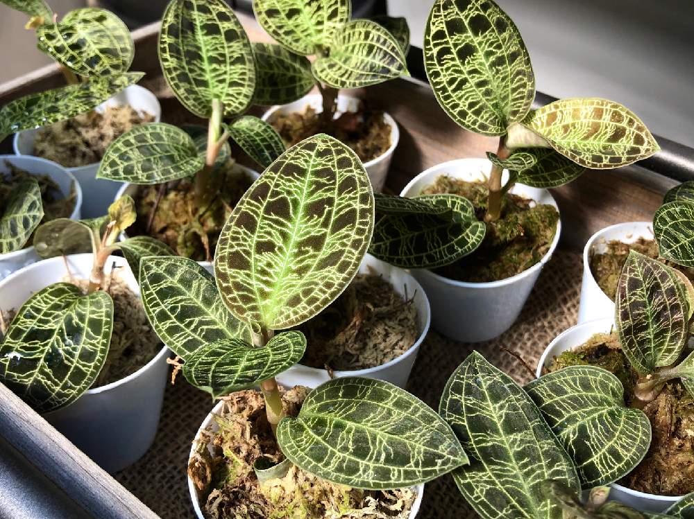 ジュエル オーキッドの投稿画像 By Motoさん 観葉植物と福岡エフェクト 21月1月29日 Greensnap グリーンスナップ