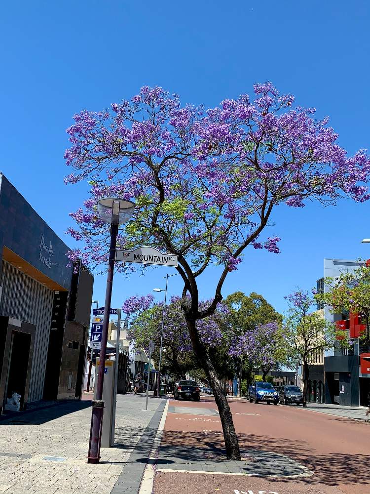 ジャカランダの投稿画像 By Avicii24さん むらさきと道路脇とオーストラリアと紫の花と西オーストラリア 21月1月29日 Greensnap グリーンスナップ ジャカランダの投稿画像 By Avicii24さん むらさきと道路脇とオーストラリアと紫の花と西オーストラリア 21月1月29日 Greensnap グリーンスナップ