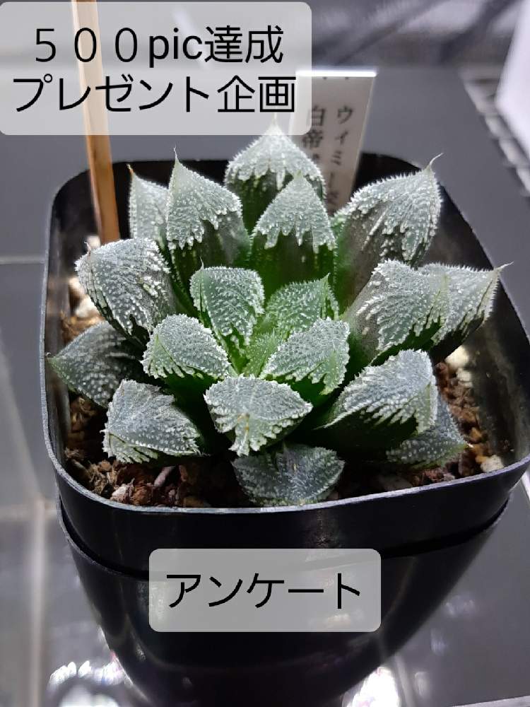 白帝城の投稿画像 By 脱獄囚さん 多肉植物と多肉男子と軟葉系ハオルチアとハオルシア男子とハオルチア属とハオルチア狂とハオルチア男子とおうち園芸とhaworthia ハオルチア ハオルシアと軟葉系ハオルシアとハオルシア属 とエケベリア属と ハオルチアと脱獄囚 21月1