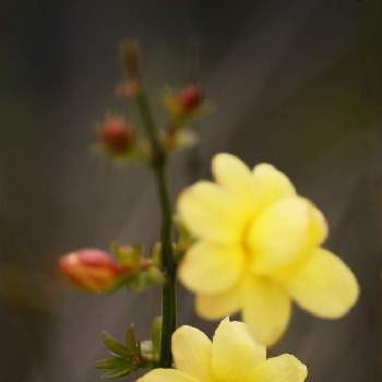 黄梅！の画像 by ナルトさん | お出かけ先とcanonと和泉市リサイクル環境公園と黄梅！と黄梅の花