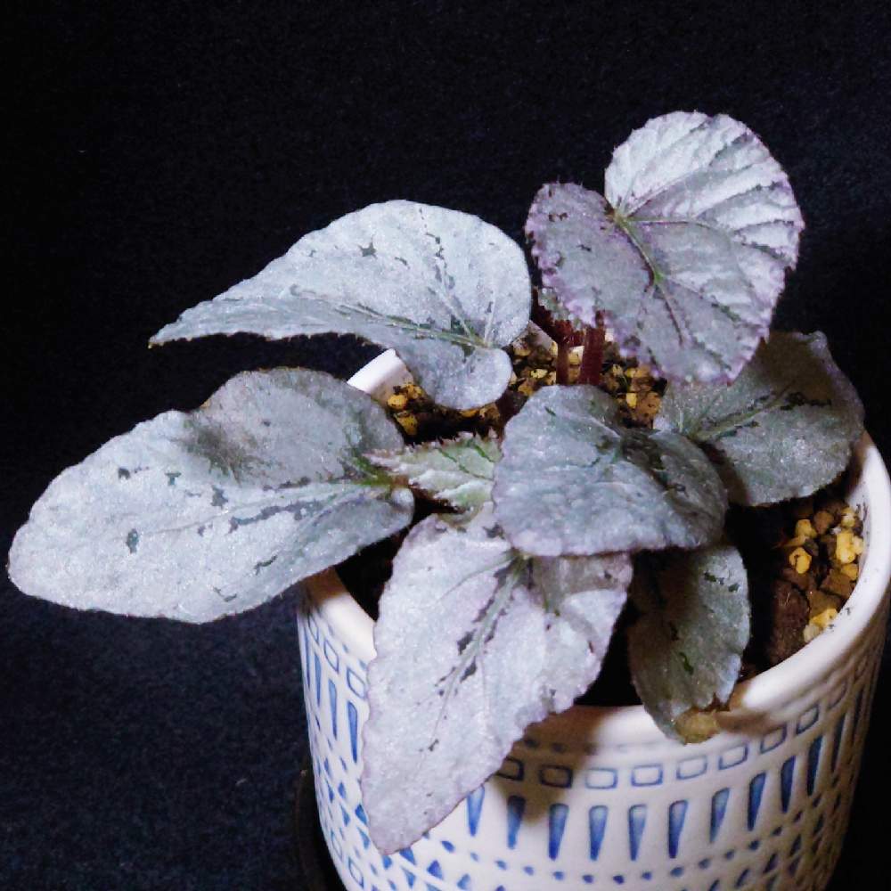 ベゴニアの投稿画像 By Johnnywasgoodguyさん レックス ベゴニアと観葉植物と100均とレックス ベゴニアとベゴニア 21月1月29日 Greensnap グリーンスナップ