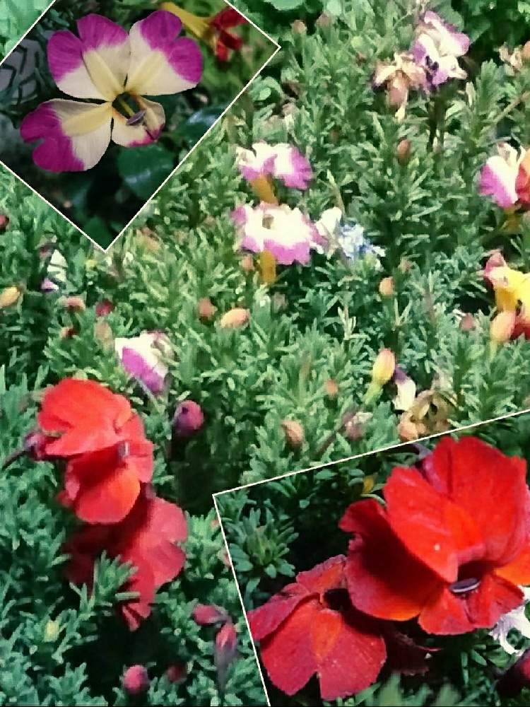 Gsでお買い物の投稿画像 By あさがおさん 鉢植えの花と花いっぱい とおうち園芸と1月の花と玄関の中と花を楽しむと21と ღ ற かわゅ と初恋草 とかわいい山野草 21月1月29日 Greensnap グリーンスナップ