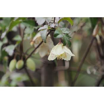 １月の花の画像 by 我楽多さん | 小さな庭とシルホサ（冬咲きクレマチス）と１月の花とOM-D E-M1ⅡとOLY 17mm F1.2