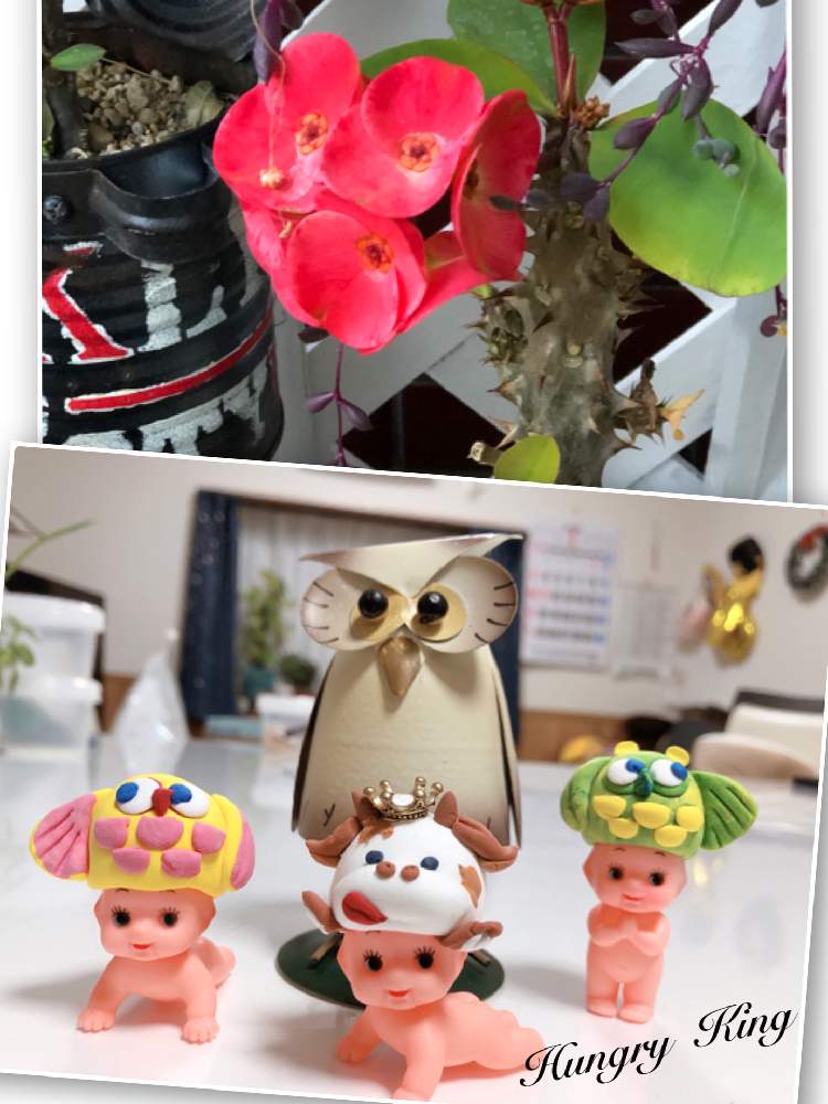 フクロウ祭りの投稿画像 By ハングリーキングさん 花キリン倶楽部とほーちゃんqp 21月1月29日 Greensnap グリーンスナップ