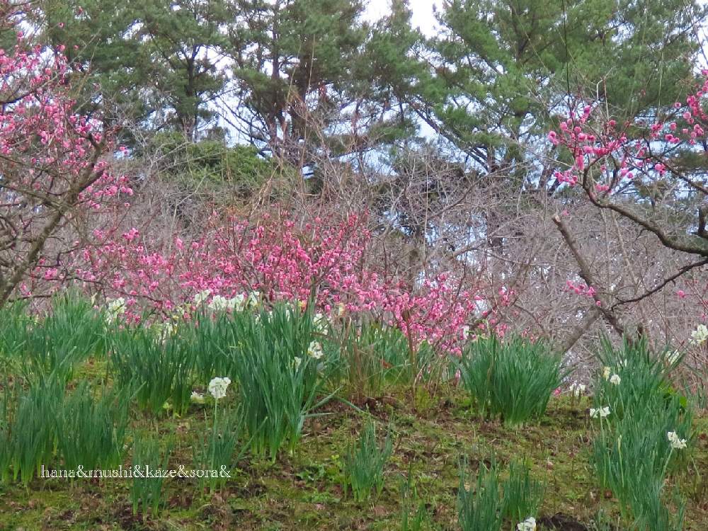 風と空との投稿画像 By 花と虫と風と空とさん 里山大好き協会と吉野公園と山野草大好き協会と花と虫とと風 と空とと里山大好き協会と吉野公園と山野草大好き協会と花と虫と 21月1月29日 Greensnap グリーンスナップ Greensnap グリーンスナップ 風と空との投稿画像 By 花と虫と風と空とさん 里山大好き協会と吉野公園と山野草大好き協会と花と虫とと風 と空とと里山大好き協会と吉野公園と山野草大好き協会と花と虫と 21月1月29日 Greensnap グリーンスナップ Greensnap グリーンスナップ