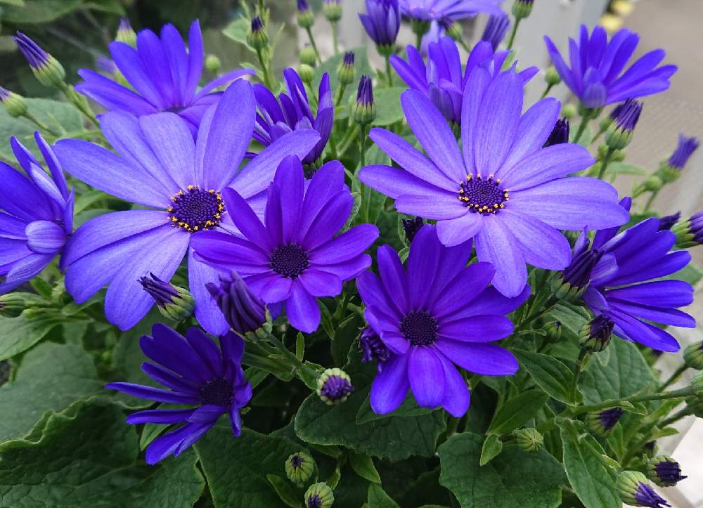 サイネリアの投稿画像 By ずもごぬすさん シネラリアと桂華 21月1月29日 Greensnap グリーンスナップ