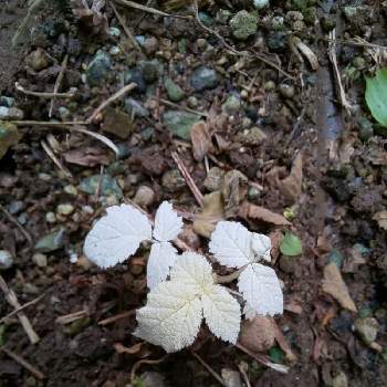 アルビノの投稿画像一覧 Greensnap グリーンスナップ