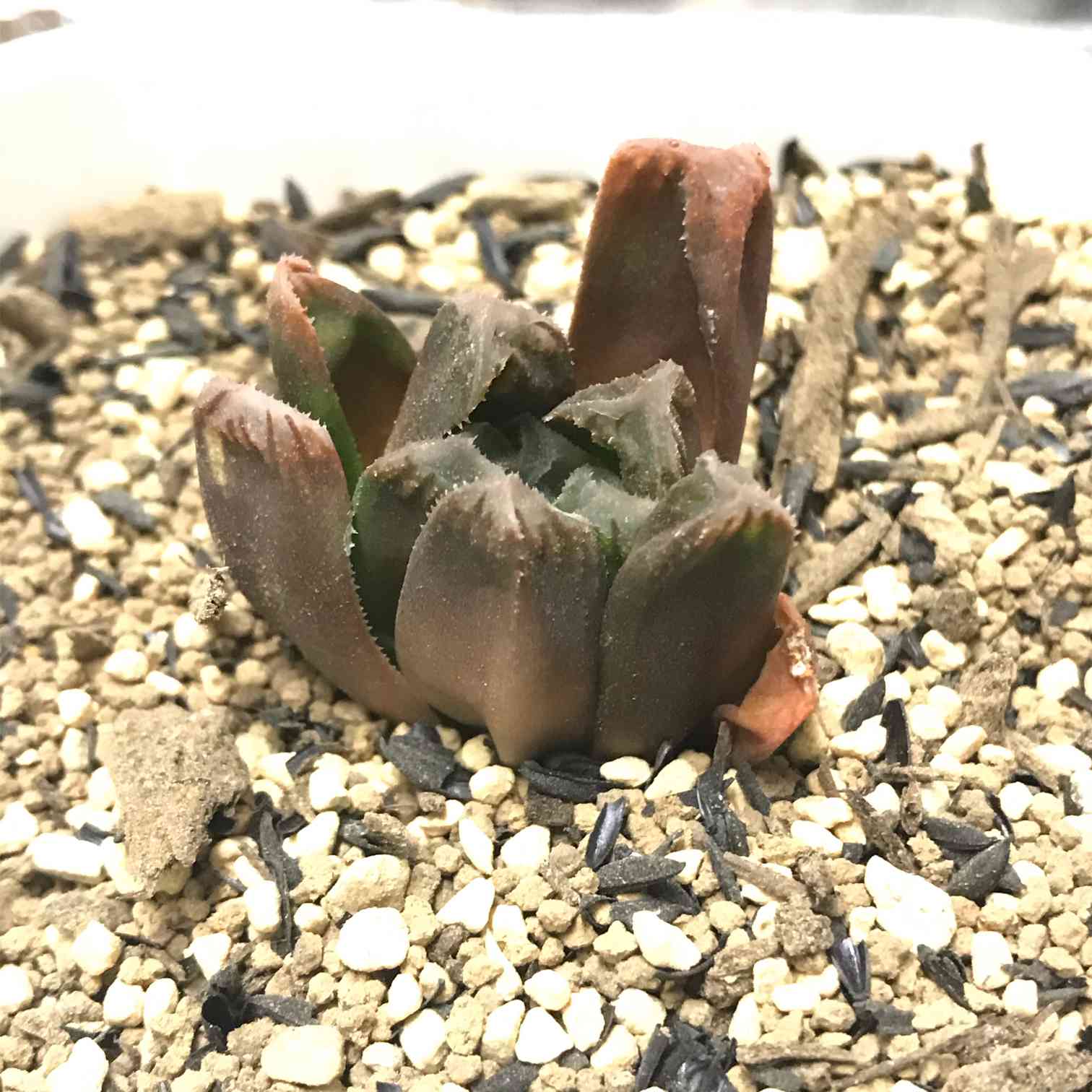 ハオルチア菊万章の復活を見守る記録｜🍀GreenSnap（グリーンスナップ）