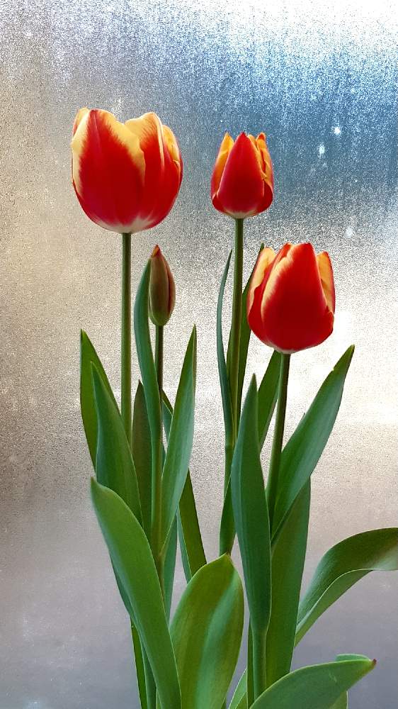 チューリップの投稿画像 By るぅさん 赤い花 21月1月30日 Greensnap グリーンスナップ