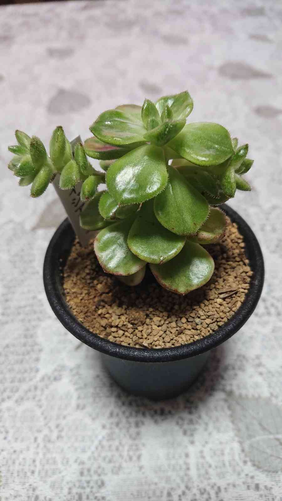 レティジア5苗＆セダム】初心者様オススメ♡ 木曜日発送 レティジア5