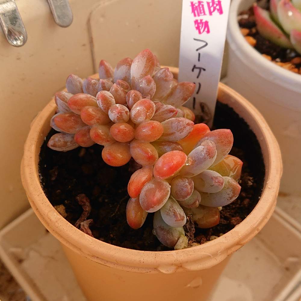 国内正規品 綴化 ココット 多肉植物 植物